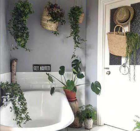 什么花适合养在卫生间