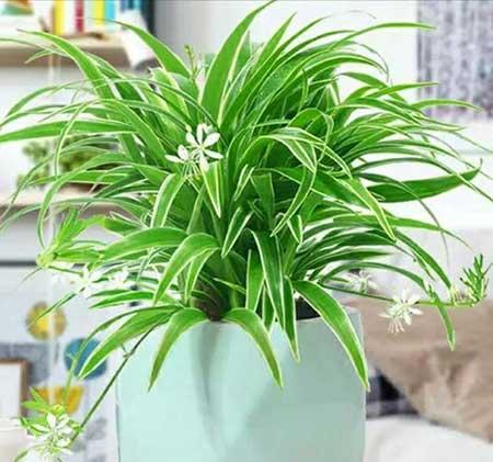 什么花适合养在卫生间