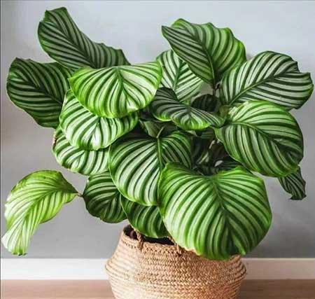 什么花适合养在卫生间