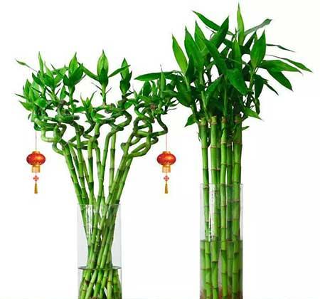 什么花适合养在卫生间