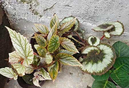 什么花适合放在窗台上养