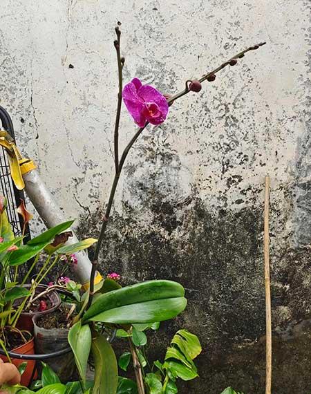 什么花适合放在窗台上养