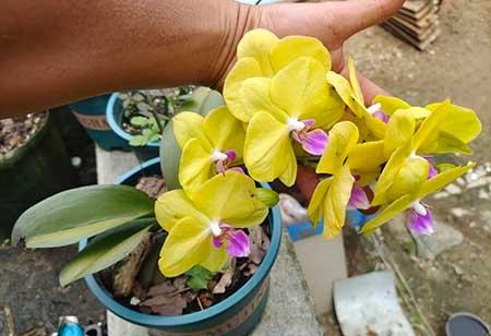 什么花适合放在窗台上养