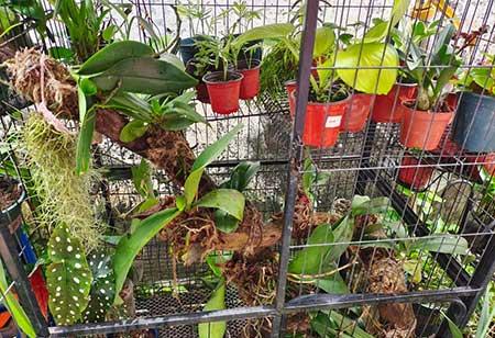 什么花适合放在窗台上养