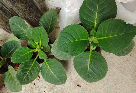 什么花适合放在窗台上养