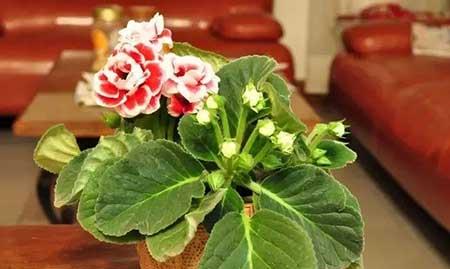 什么花适合放在窗台上养