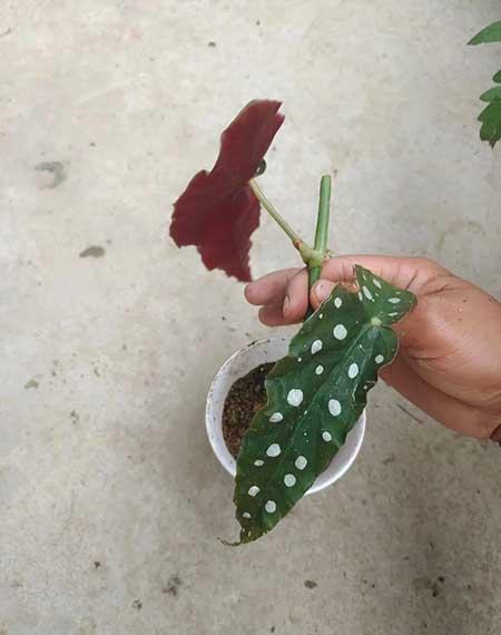 什么花适合放在窗台上养