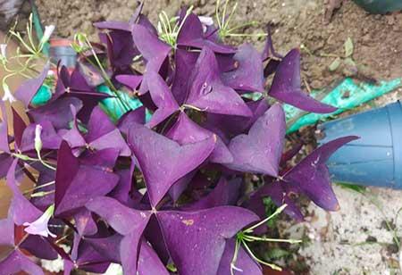 什么花适合放在窗台上养