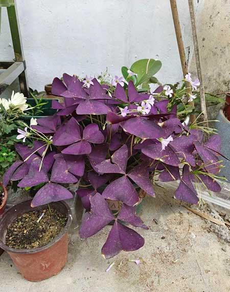 什么花适合放在窗台上养