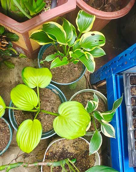 什么花适合放在窗台上养