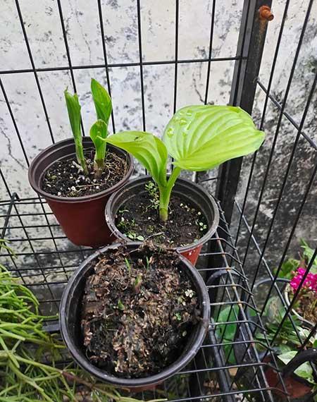 什么花适合放在窗台上养