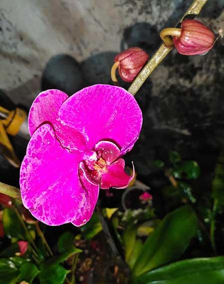 什么花适合放在窗台上养