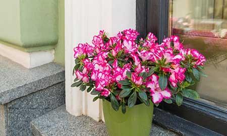 什么花可以在水中养