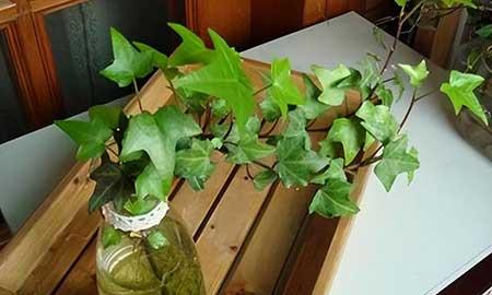 什么花可以在水中养