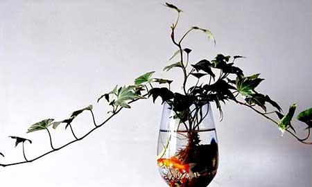 什么花可以在水中养