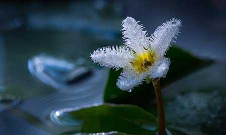 什么花可以在水中养