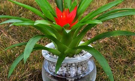 什么花可以在水中养