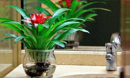 什么花可以在水中养