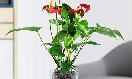 什么花可以在水中养