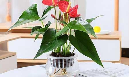 什么花可以在水中养