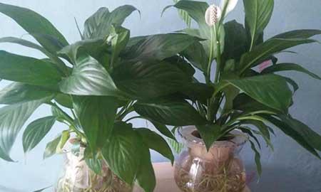 什么花可以在水中养