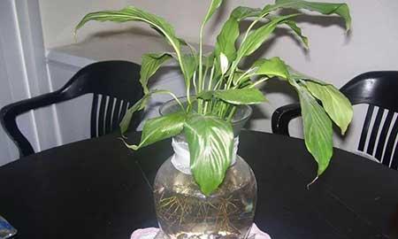 什么花可以在水中养