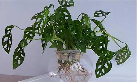 什么花可以在水中养