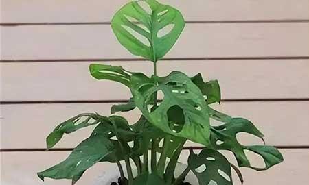 什么花可以在水中养