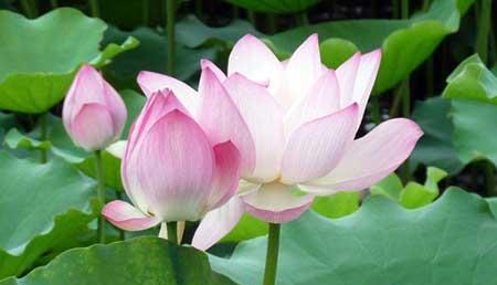 如何赞美朋友养的花