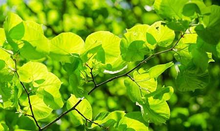 日常绿化养护检查表