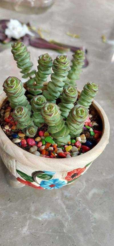 钱袋子绿植怎么养