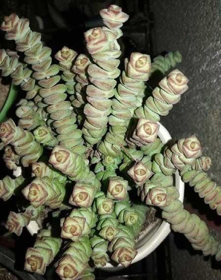 钱袋子绿植怎么养