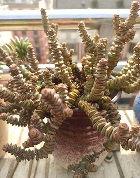 钱袋子绿植怎么养