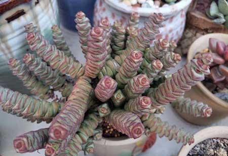 钱袋子绿植怎么养