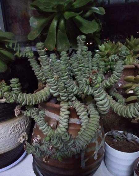 钱袋子绿植怎么养