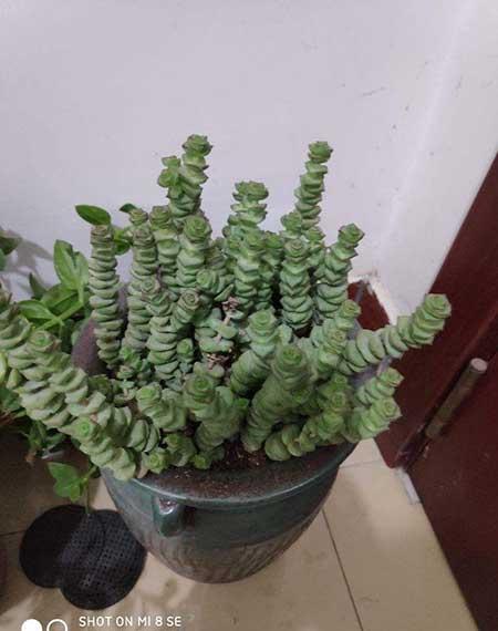 钱袋子绿植怎么养