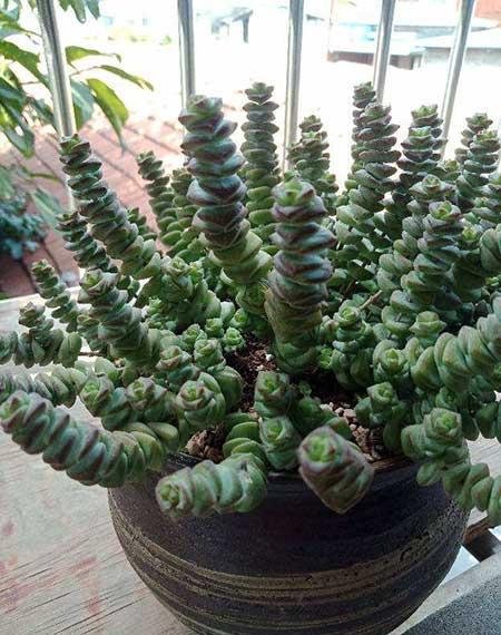 钱袋子绿植怎么养