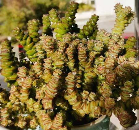 钱袋子绿植怎么养