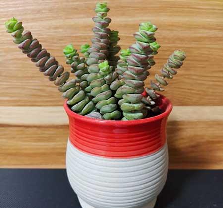 钱袋子绿植怎么养