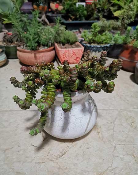 钱袋子绿植怎么养