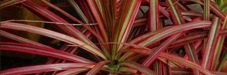 千年木花卉怎么养