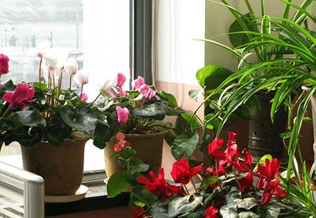 盆栽绿植养护方案