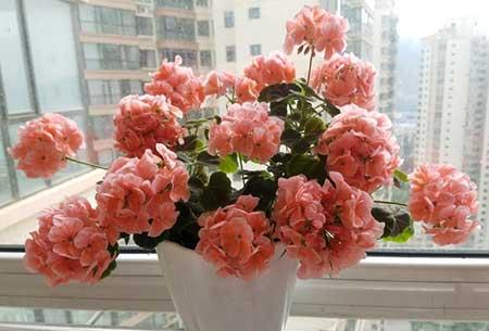 盆栽绿植养护方案