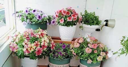 盆栽绿植养护方案