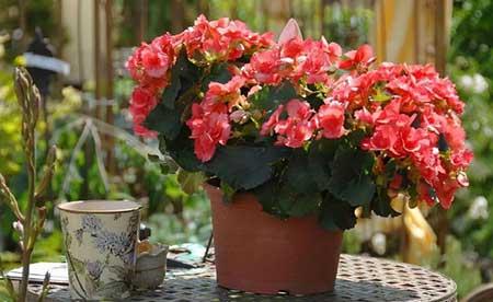 盆栽绿植养护方案