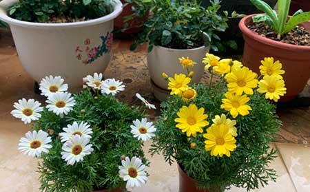 盆栽绿植养护方案