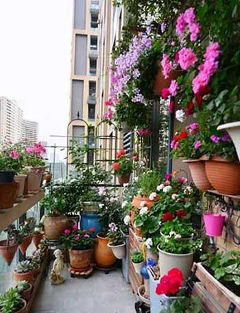 盆栽绿植养护方案