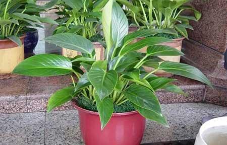 盆栽花卉的家庭养护