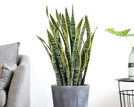 盆栽花卉的家庭养护