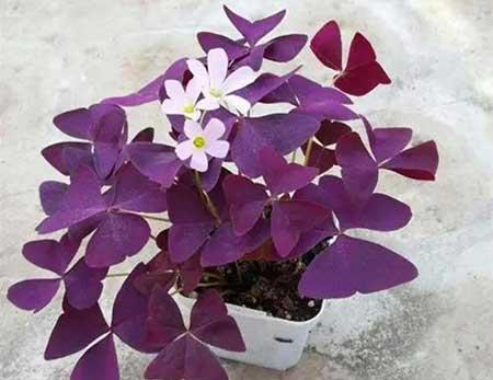 盆栽花卉的家庭养护